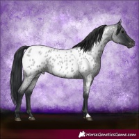 Horse Color:Blue Roan Near Leopard