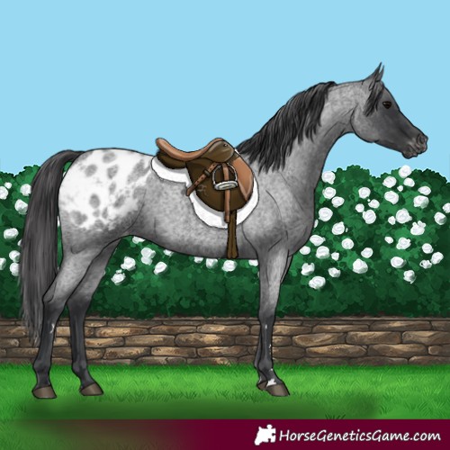Horse Color:Blue Roan Blanket