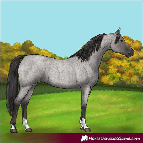 Horse Color:Smoky Grullo Roan