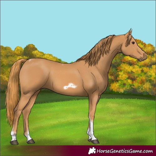 Horse Color:Chestnut Tobiano Frame
