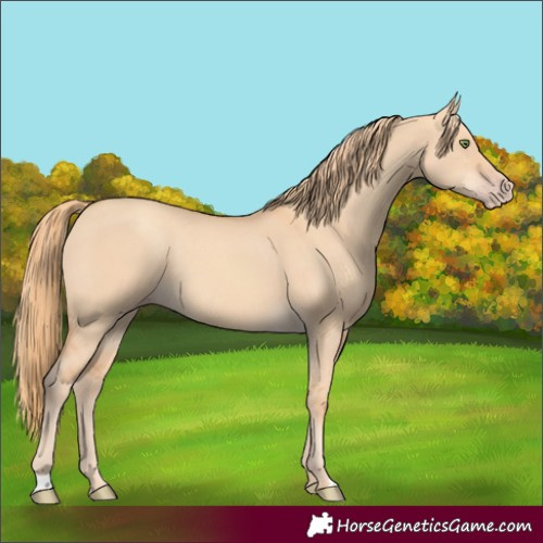 Horse Color:Gold Champagne Dun