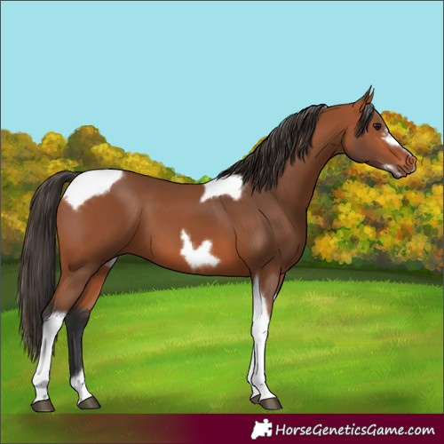 Horse Color:Bay Tobiano Frame