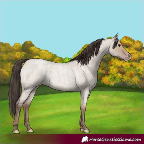 Horse Color:Classic Champagne Roan Dun