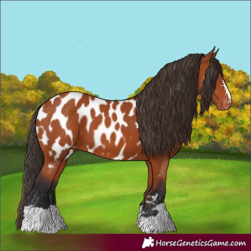 Horse Color:Bay Near Leopard