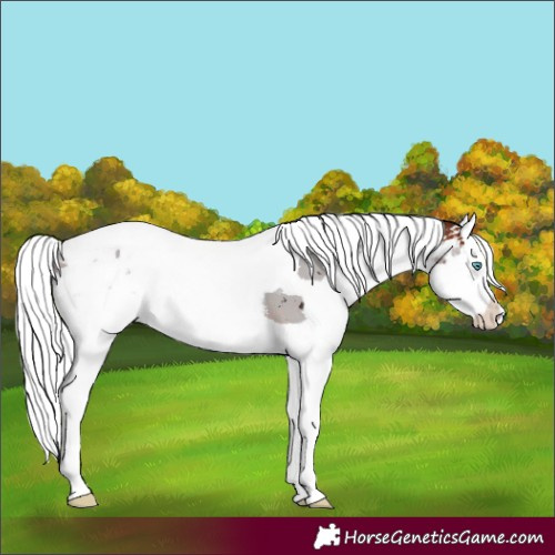 Horse Color:Bay Merle Splash Rabicano 