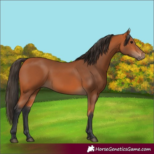 Horse Color:Bay 