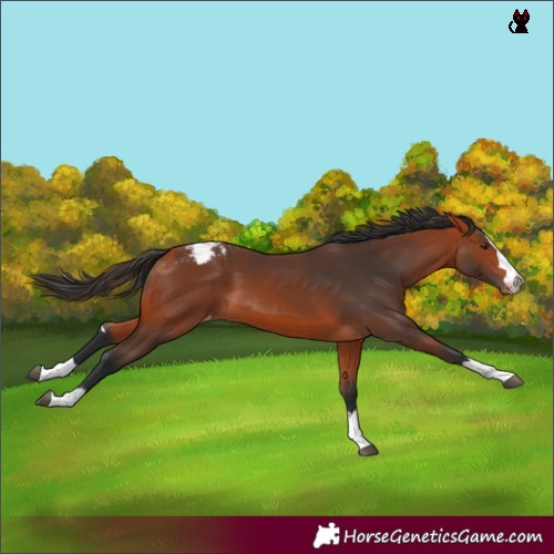 Horse Color:Bay Varnish