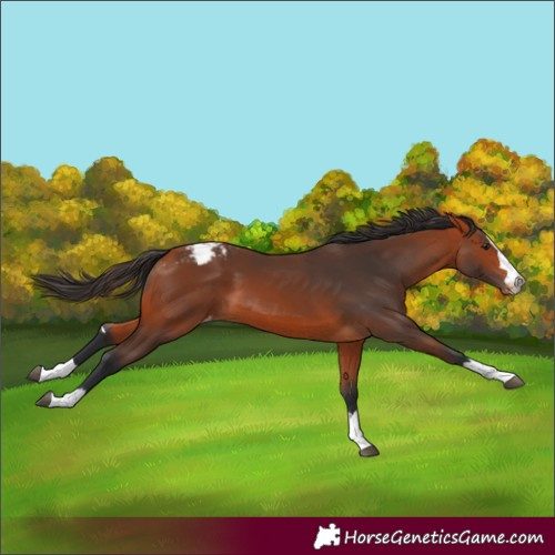 Horse Color:Bay Appaloosa 