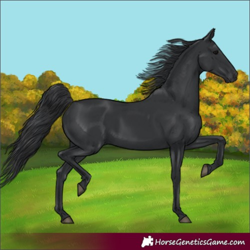 Horse Color:Unknown 