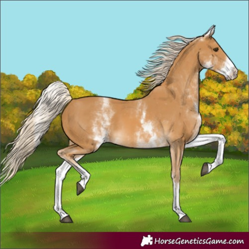Horse Color:Unknown 