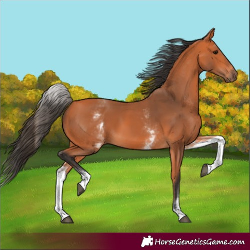 Horse Color:Unknown 