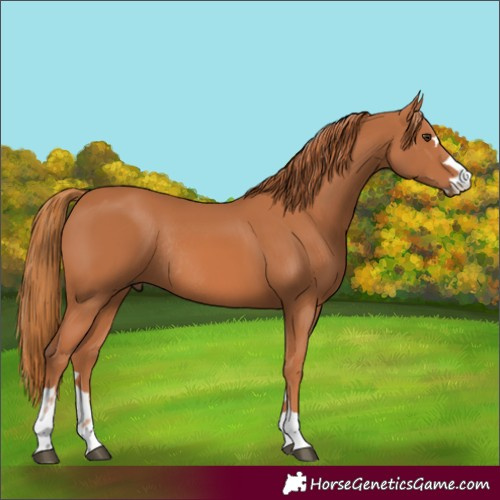 Horse Color:Chestnut Rabicano