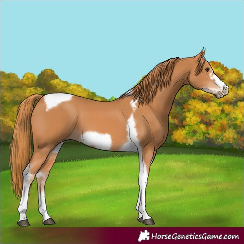 Horse Color:Chestnut Tobiano Frame