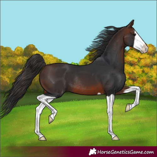 Horse Color:Unknown