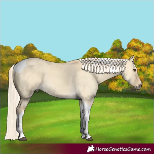 Horse Color:Palomino Dun Tobiano 