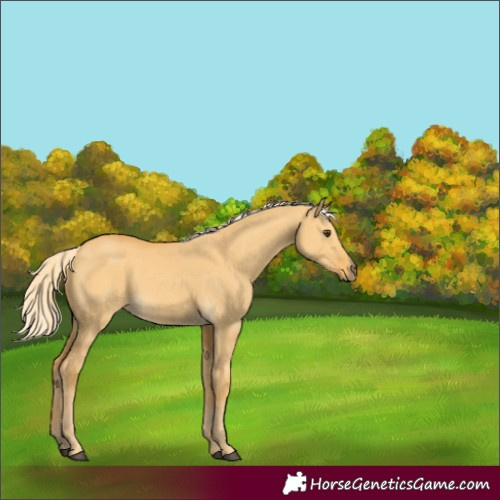 Horse Color:Palomino Dun 