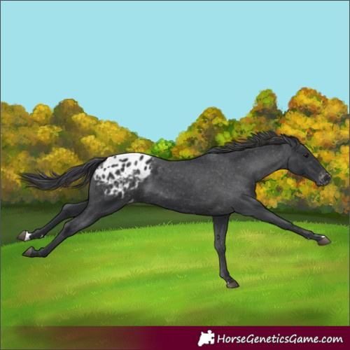 Horse Color:Black Appaloosa