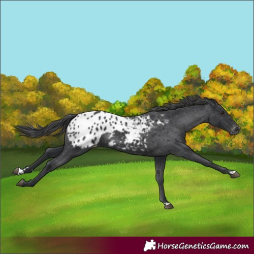 Horse Color:Black Appaloosa Rabicano 