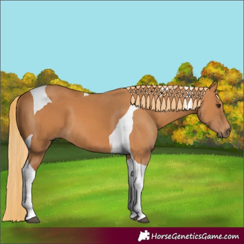 Horse Color:Chestnut Tobiano