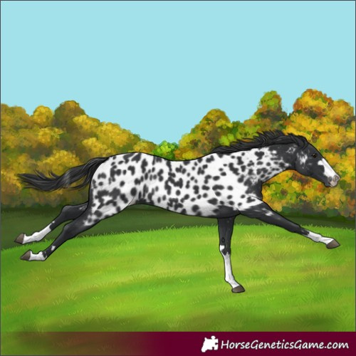 Horse Color:Black Appaloosa