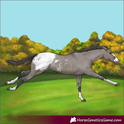 Horse Color:Grullo Appaloosa 