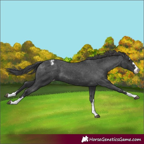Horse Color:Black Appaloosa