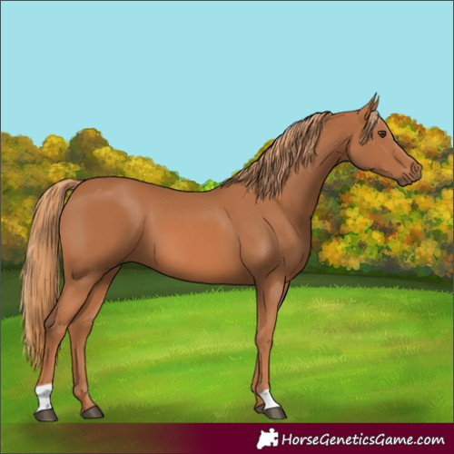 Horse Color:Chestnut 