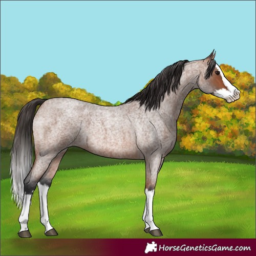 Horse Color:Bay Roan Splash