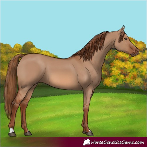 Horse Color:Red Dun 