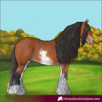 Horse Color:White Spotted Bay