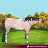 Horse Color:Bay Roan Tobiano