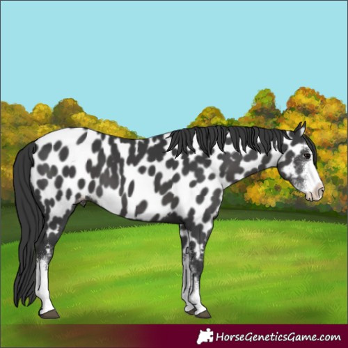 Horse Color:Black Sabino Near Leopard