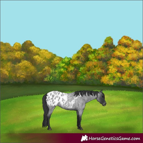 Horse Color:Blue Roan Appaloosa