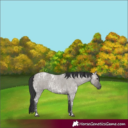 Horse Color:Grullo Ice Roan Rabicano