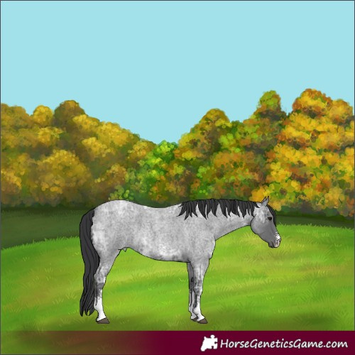 Horse Color:Blue Ice Roan Sabino Rabicano