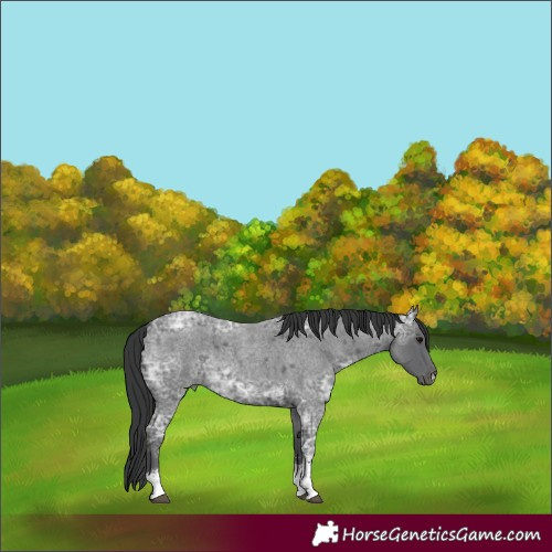 Horse Color:Blue Ice Roan Sabino Rabicano 
