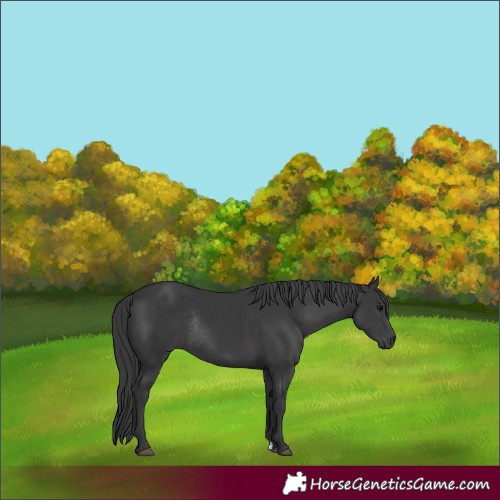 Horse Color:Black Rabicano 