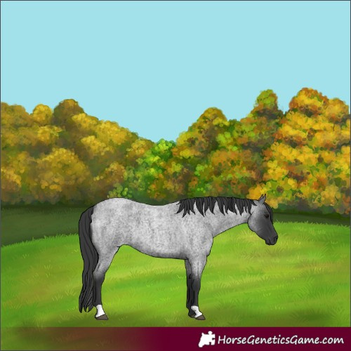 Horse Color:Blue Roan 