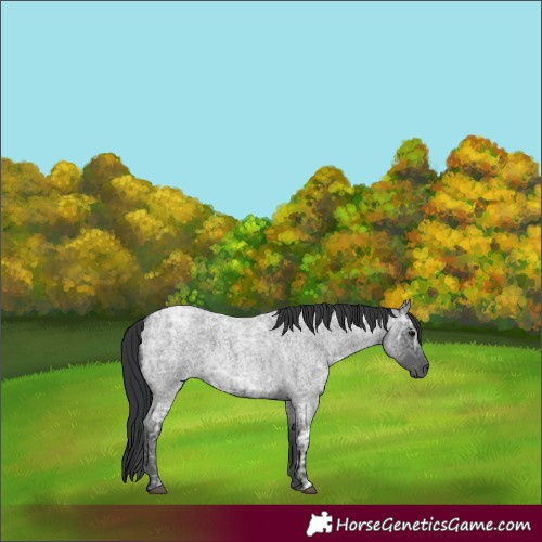 Horse Color:Blue Ice Roan 