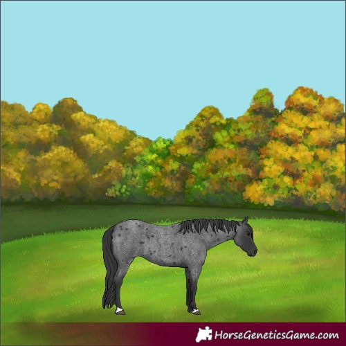 Horse Color:Blue Roan