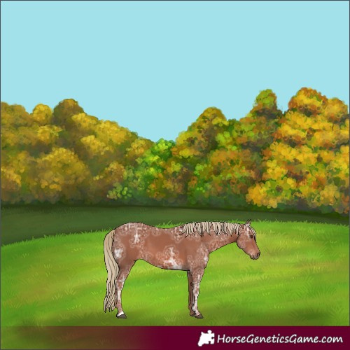 Horse Color:Chestnut Ice 