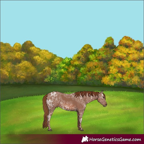 Horse Color:Chestnut Ice