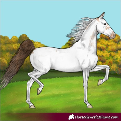 Horse Color:Bay Roan Dun Sabino Splash Frame Blanket