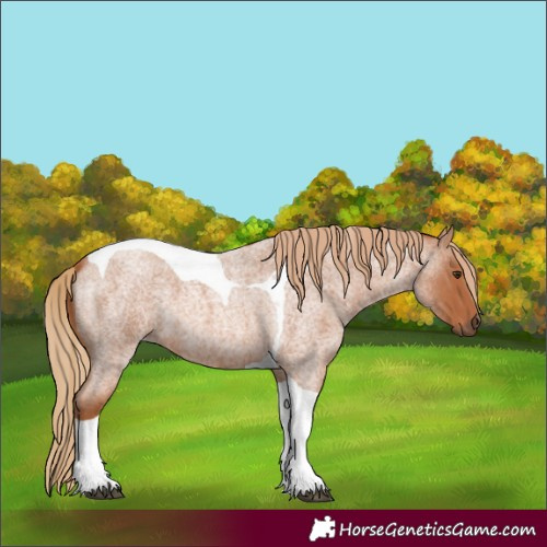 Horse Color:Red Roan Tobiano