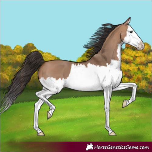 Horse Color:Unknown 