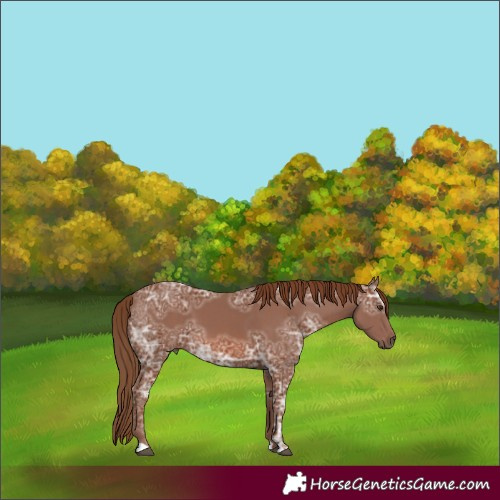 Horse Color:Chestnut Ice 