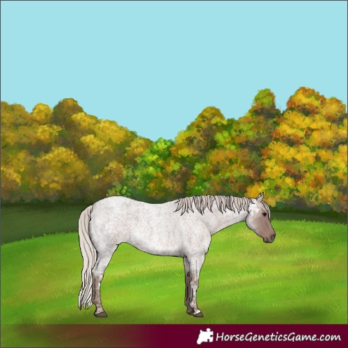 Horse Color:Silver Blue Ice Roan 