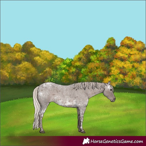 Horse Color:Silver Blue Ice Roan