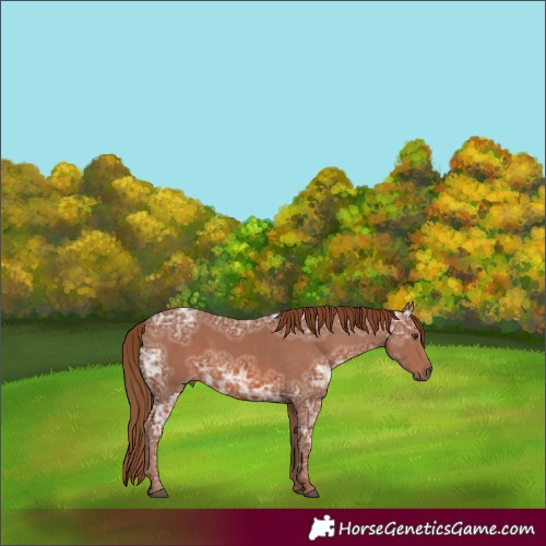 Horse Color:Chestnut Ice 