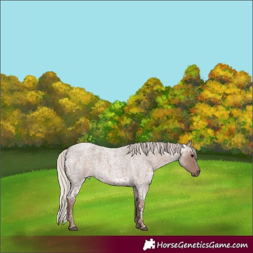 Horse Color:Silver Blue Ice Roan